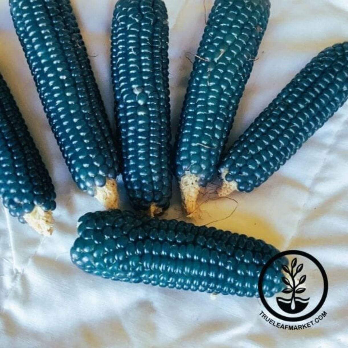 Miniature Blue Corn
