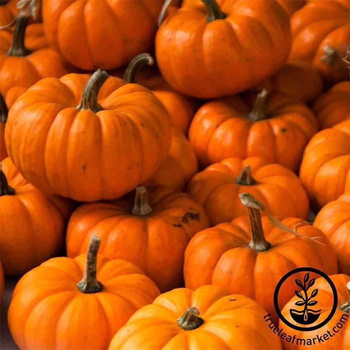 Jack Be Little Pumpkin
