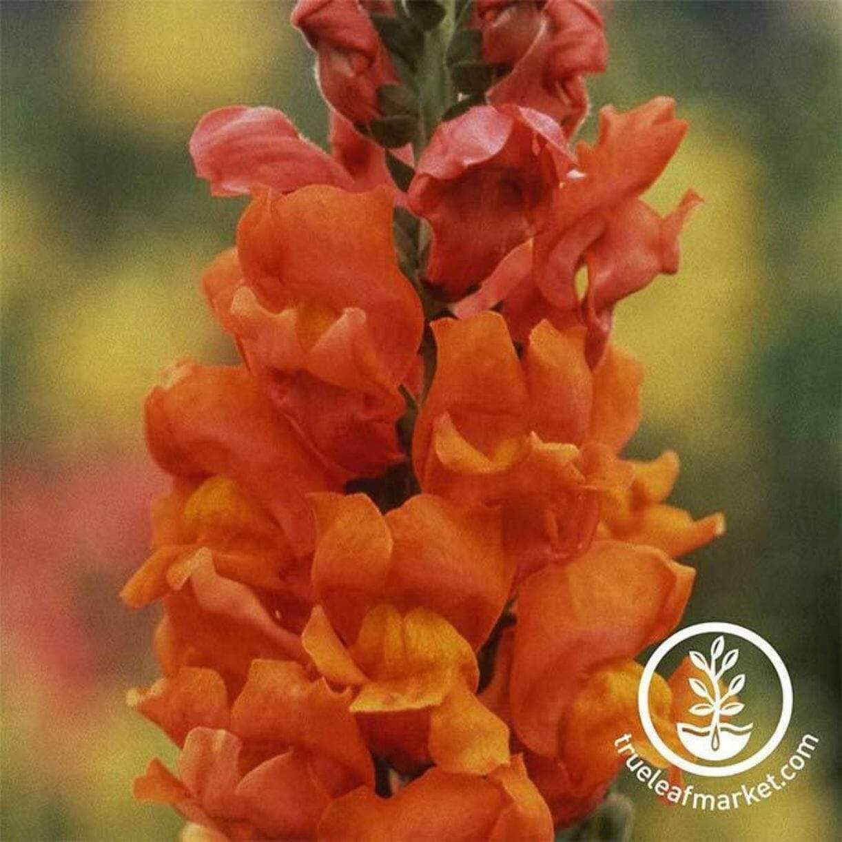 Rocket Series Snapdragon