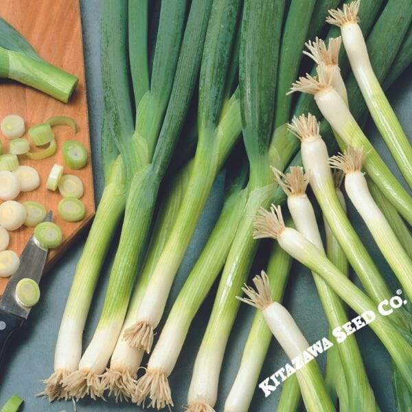 White Ishikura Onion