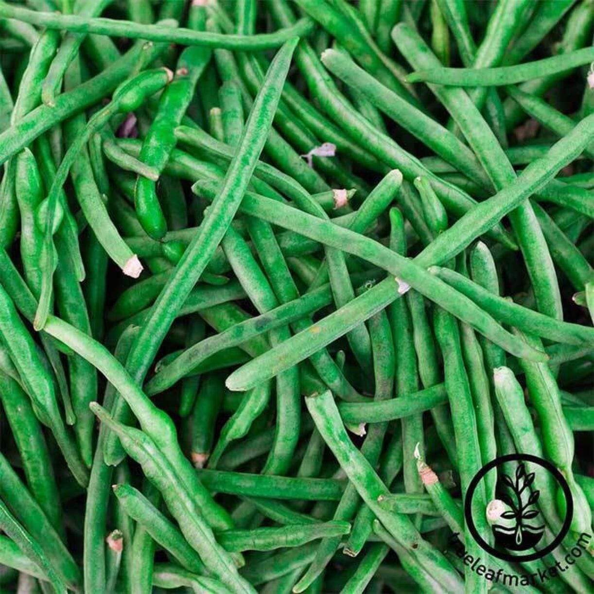 Jade Bean