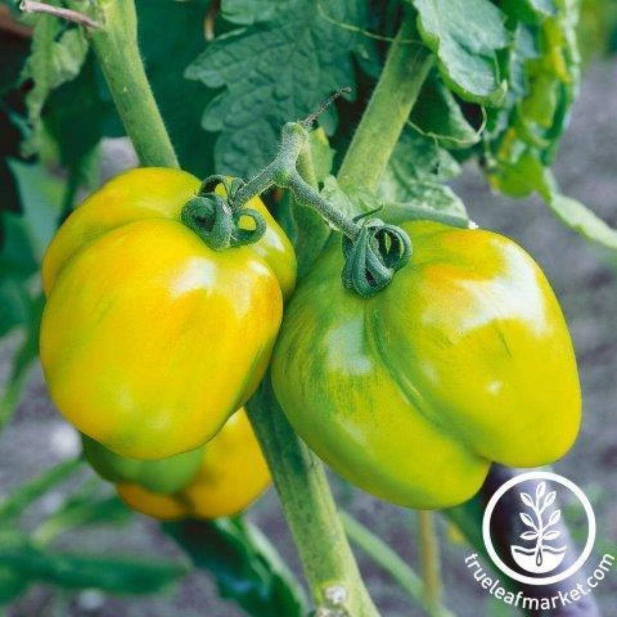 Stuffer Green Tomato
