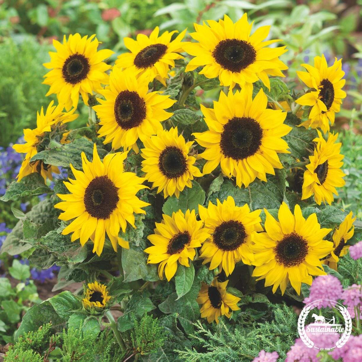 Pradera Gold Sunflower