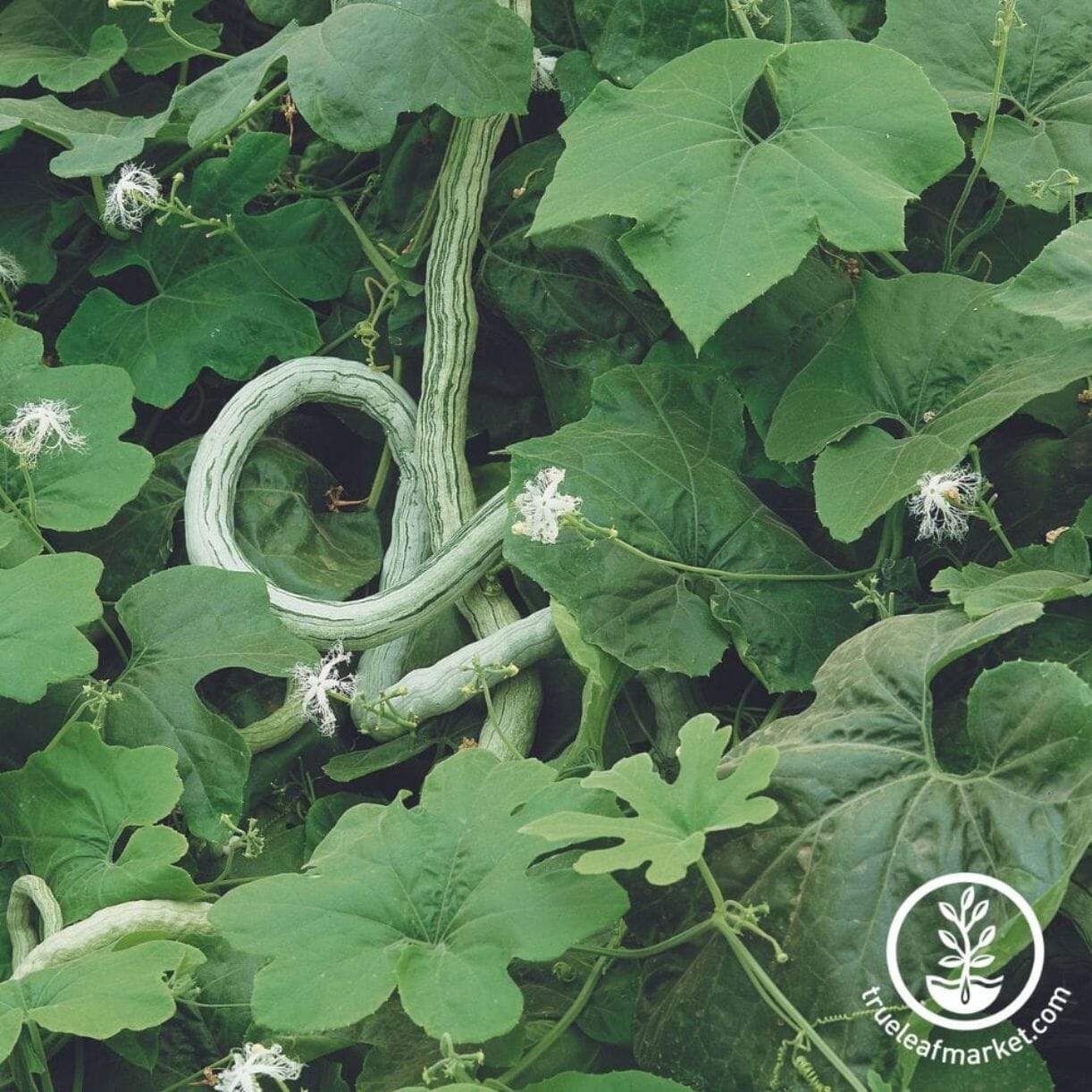 Extra Long Snake Gourd