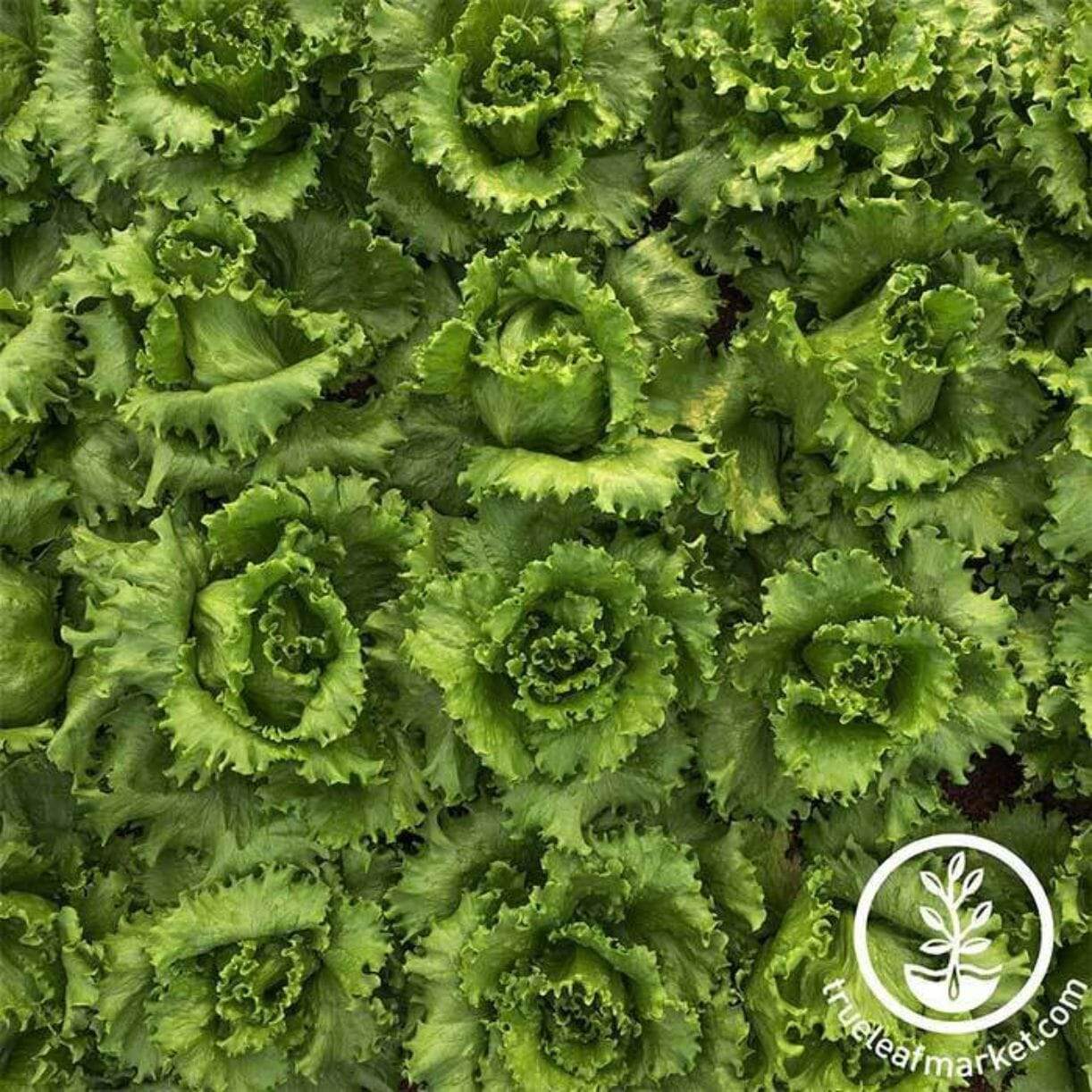 Salinas Lettuce