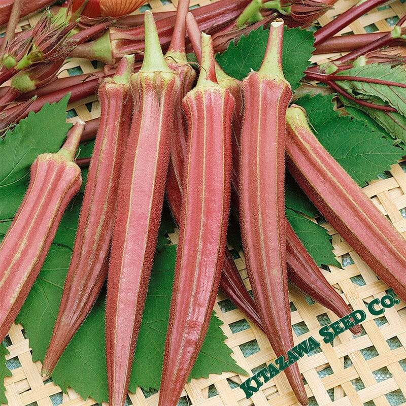 Jing Orange Okra