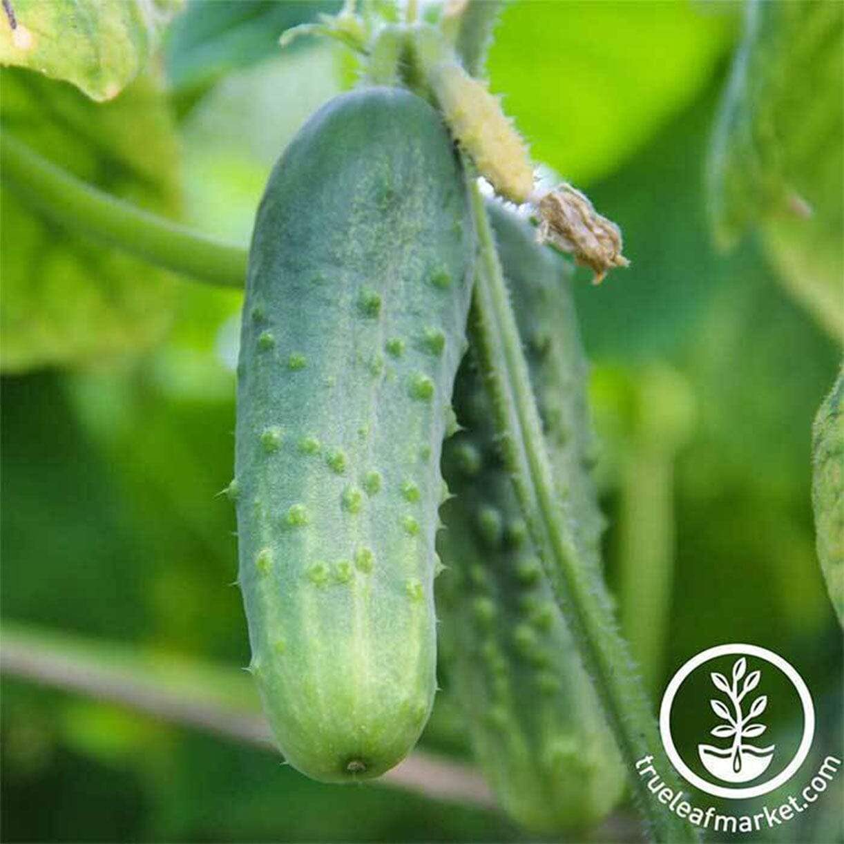 Boston Pickling Cucumber