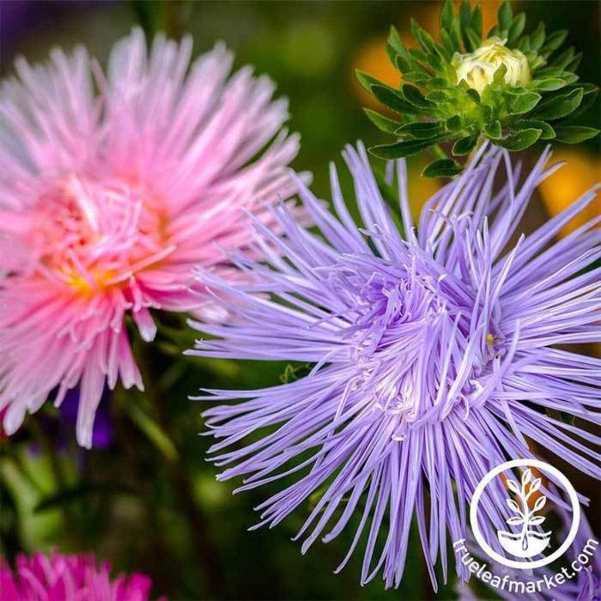 Crego Giant Mixture Aster