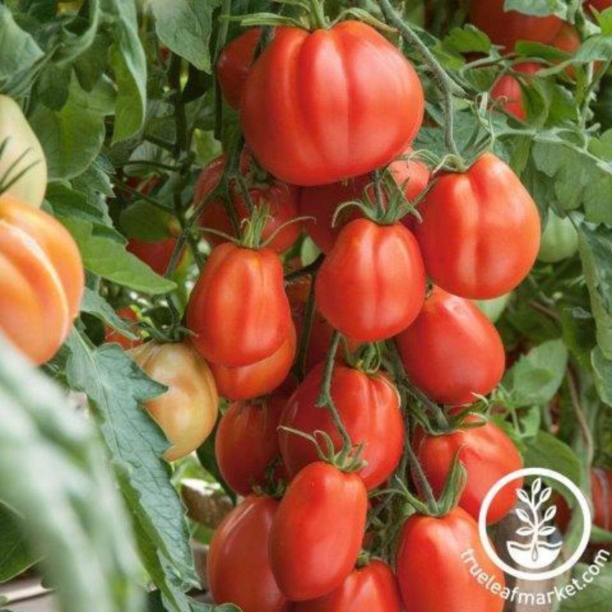 Giant Garden Paste Tomato
