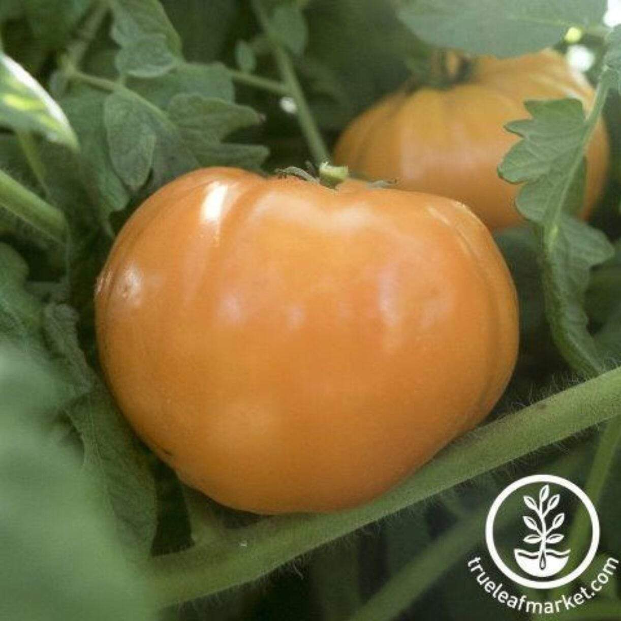 Goldie Tomato