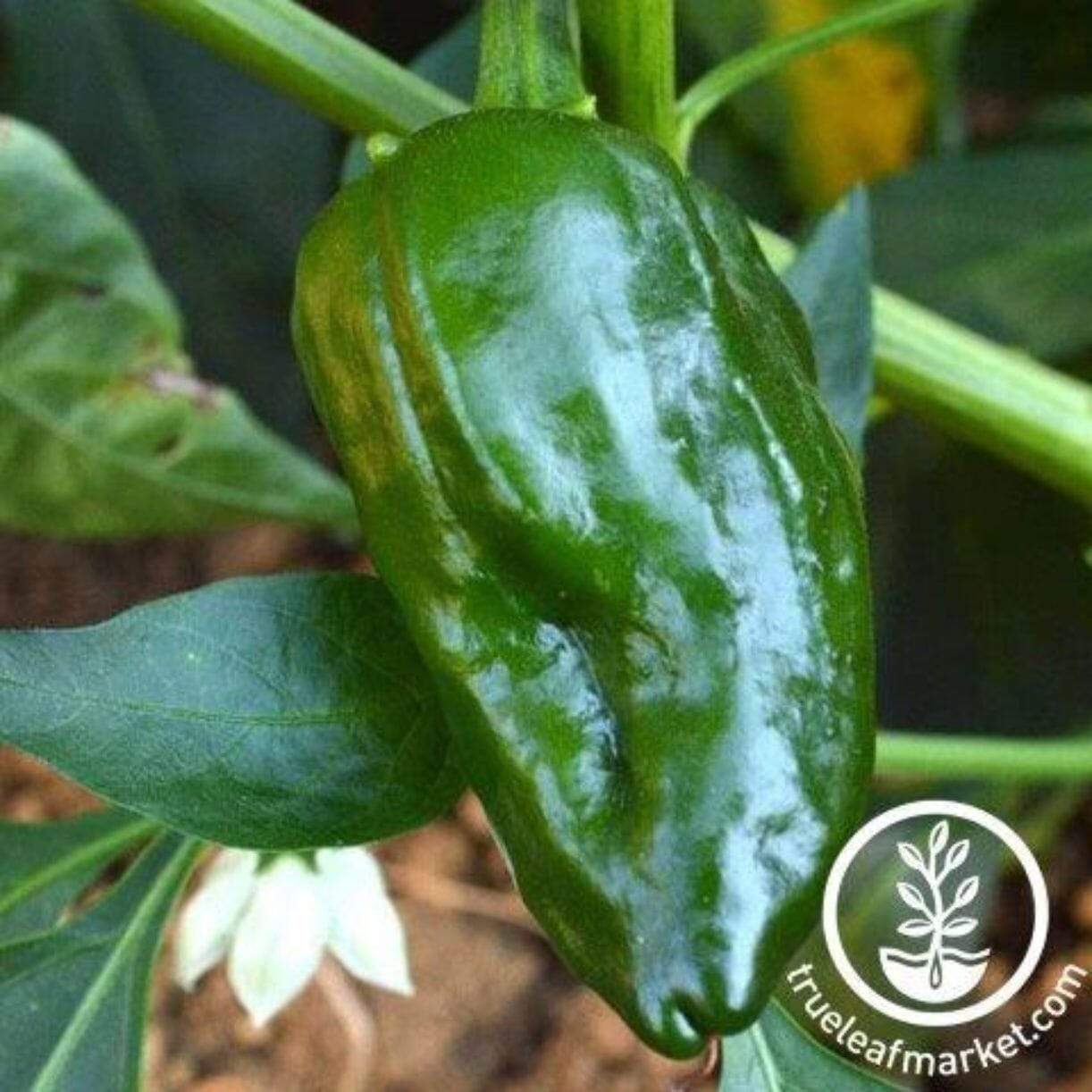 Ancho Sanchez Pepper