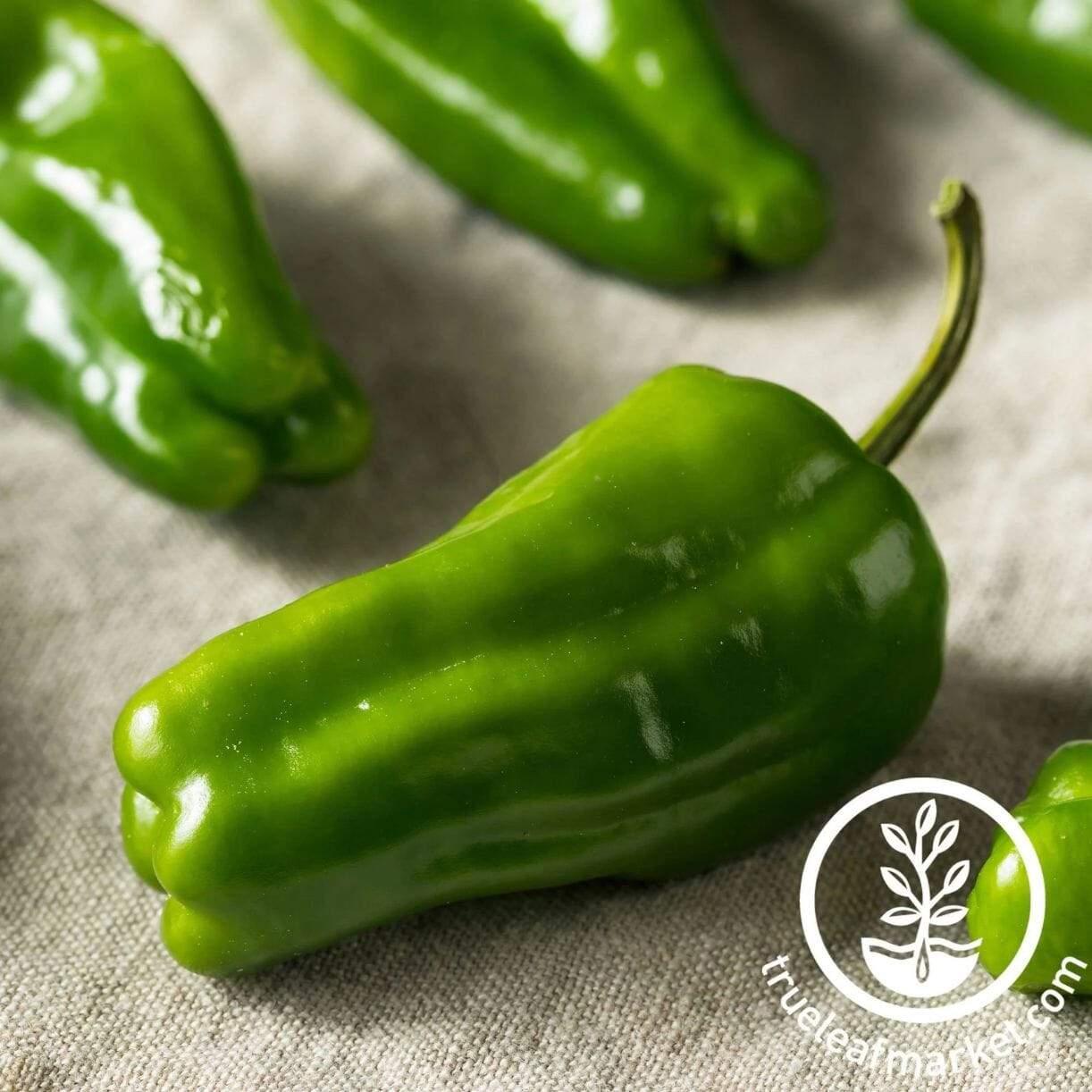 Cascadura Pepper