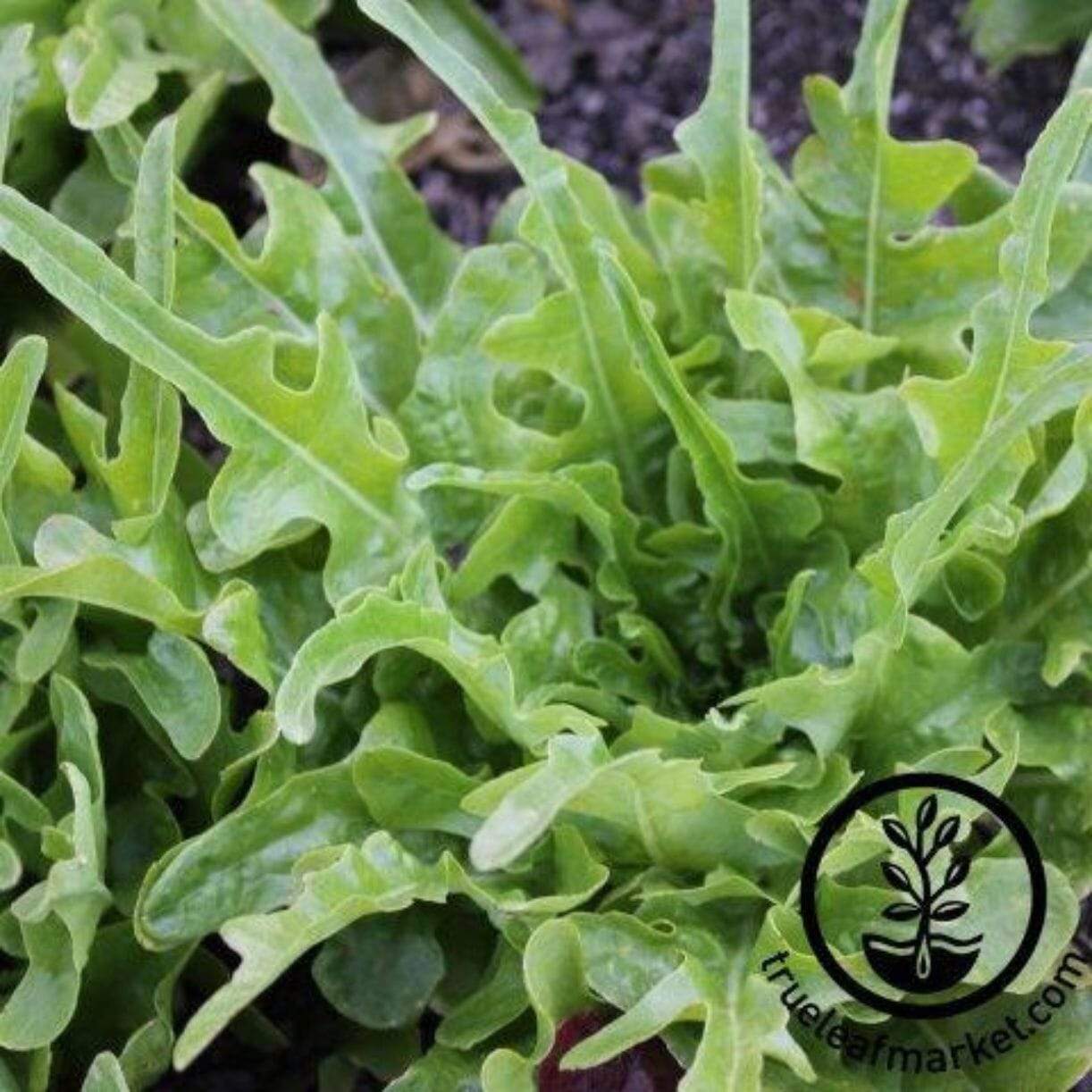 Royal Oakleaf Lettuce