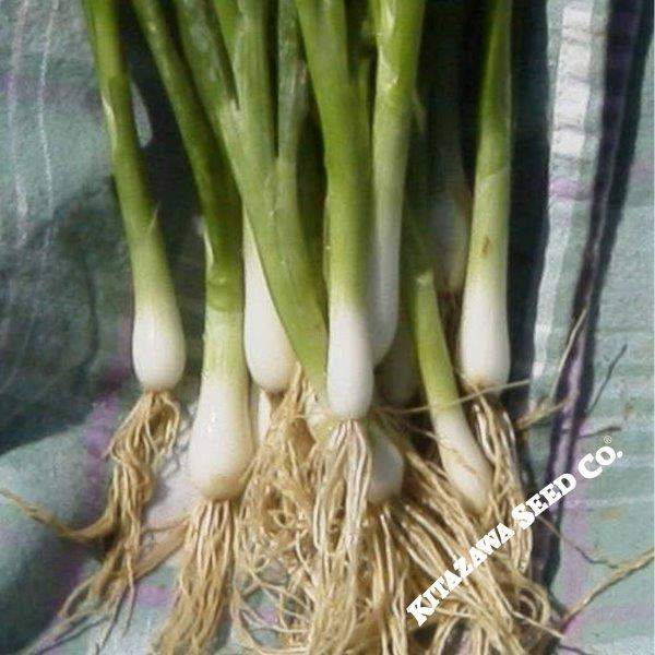 Heshiko Onion