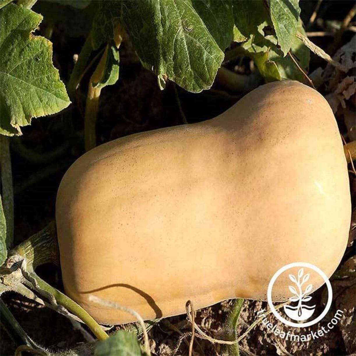 Waltham Butternut Squash