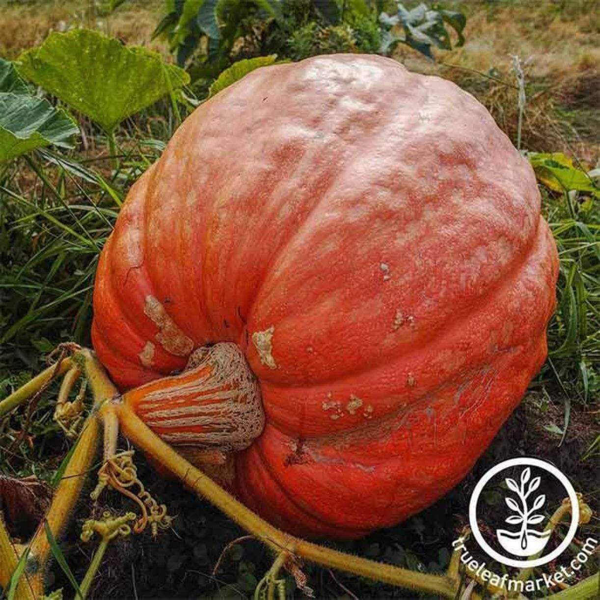 400 Lb Plus Competition Pumpkin