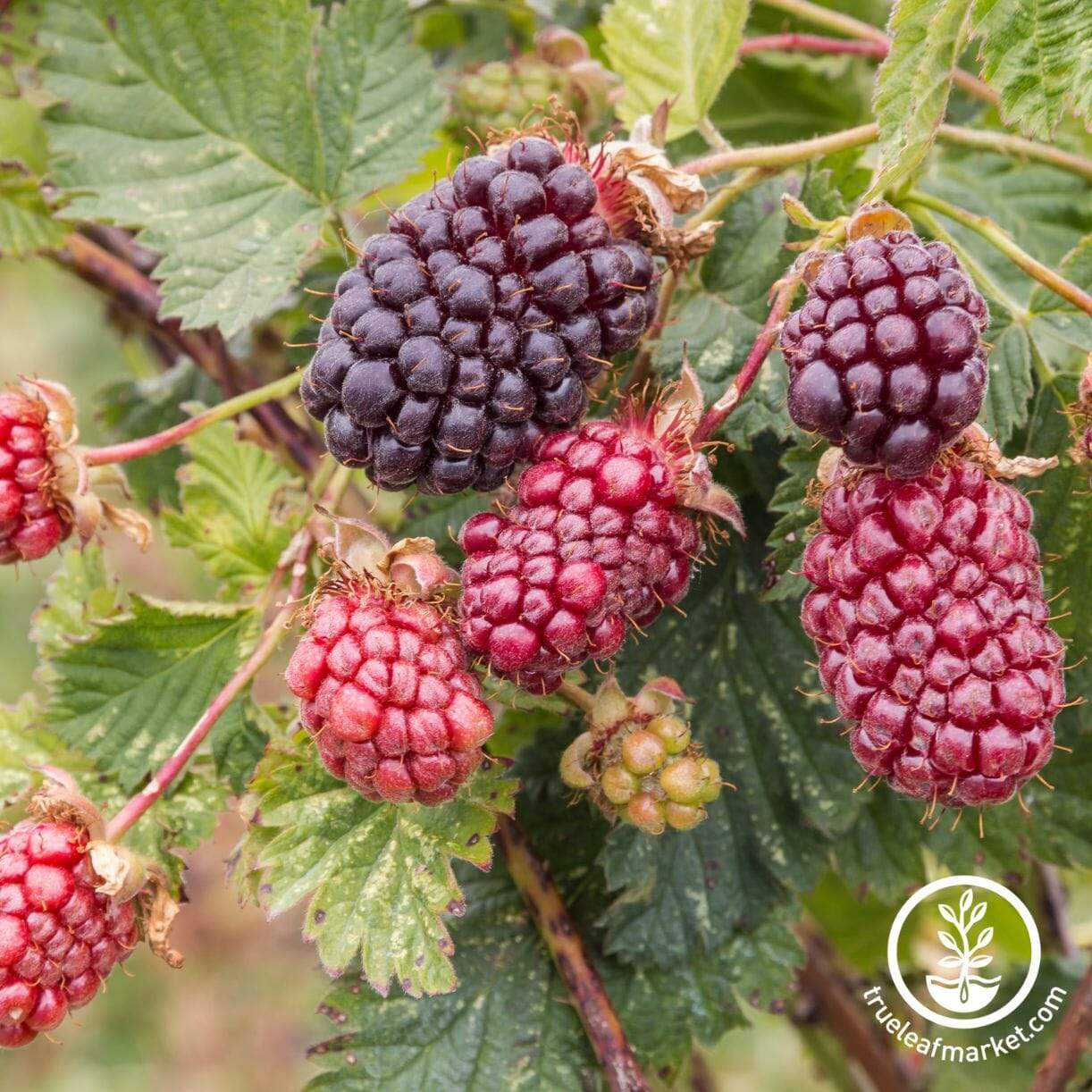 Boysenberry