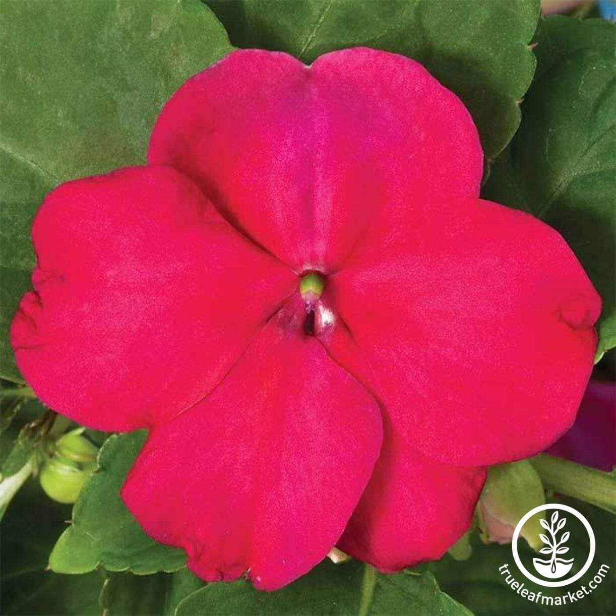 Accent Series Impatiens