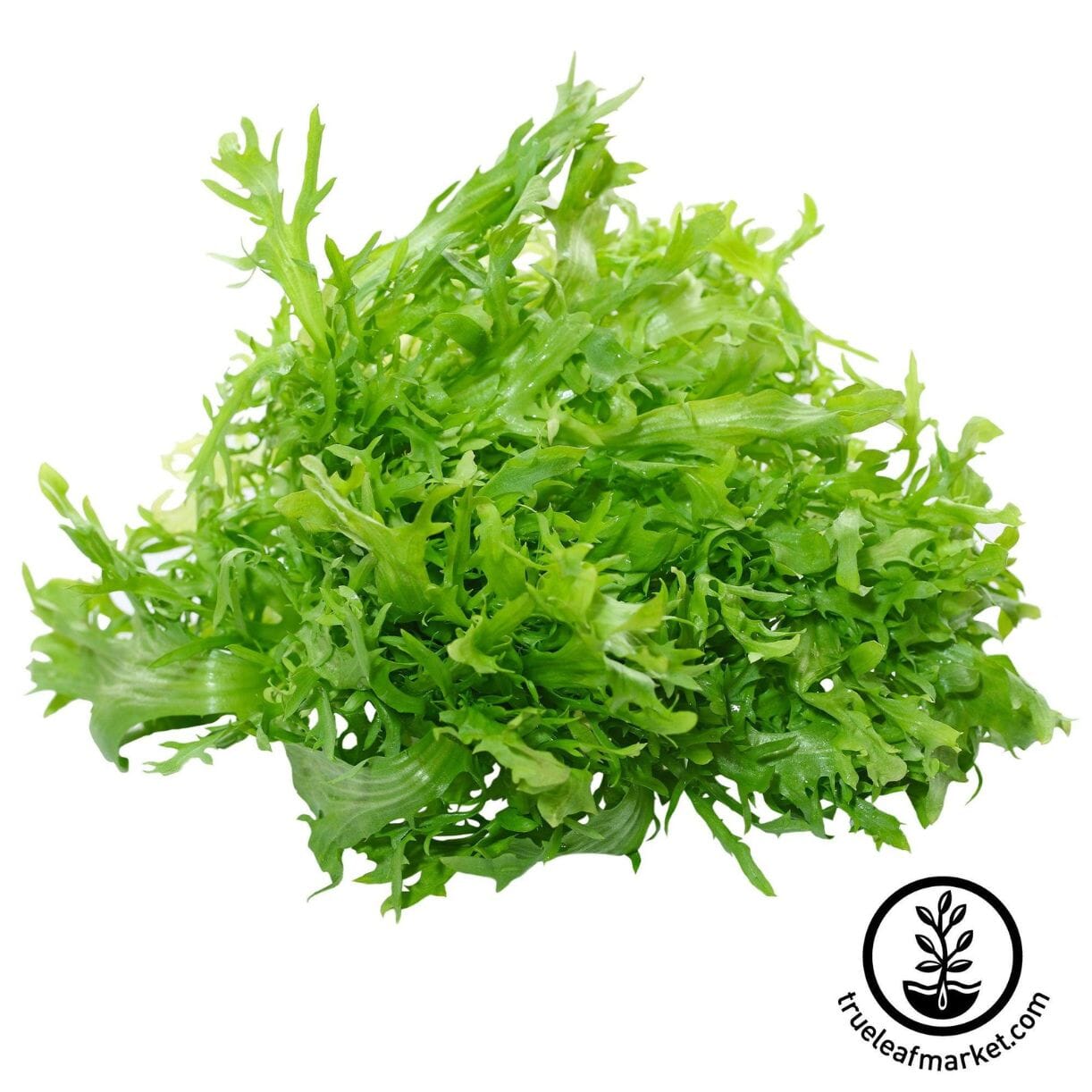 Salad King Endive