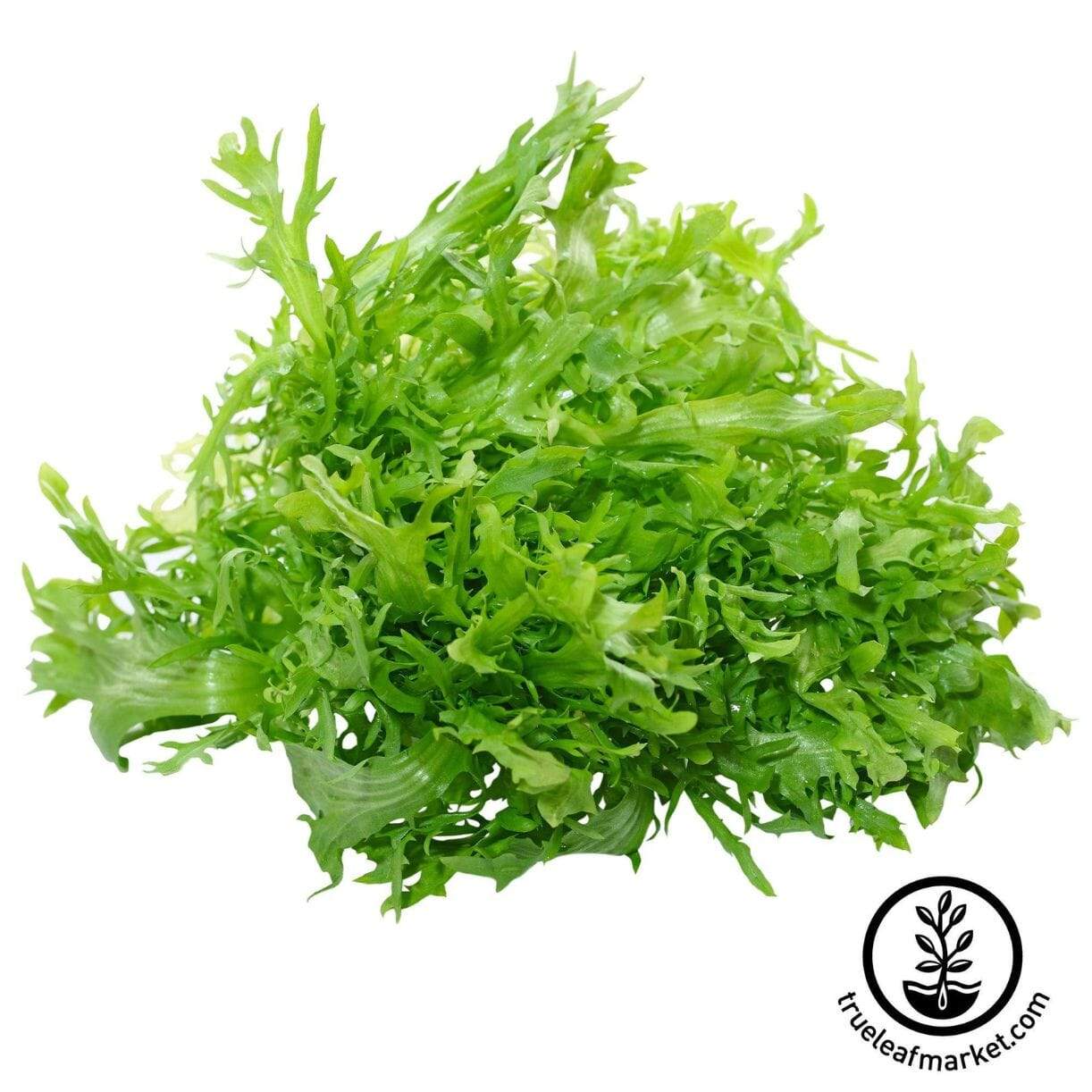 Salad King Endive