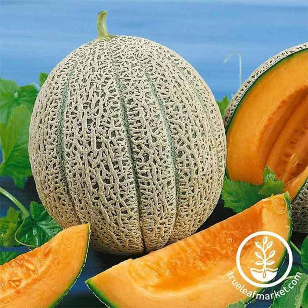 Hales Best Jumbo Melon