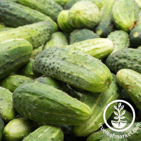 Garden Bush Pickle Cucumber