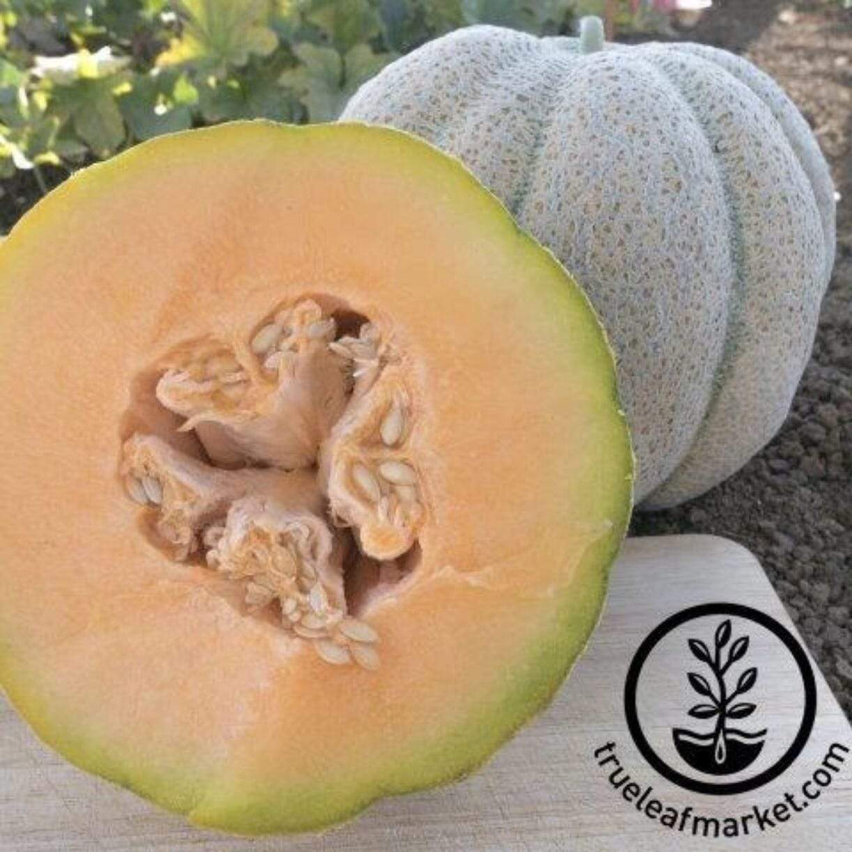 Iroquois Melon
