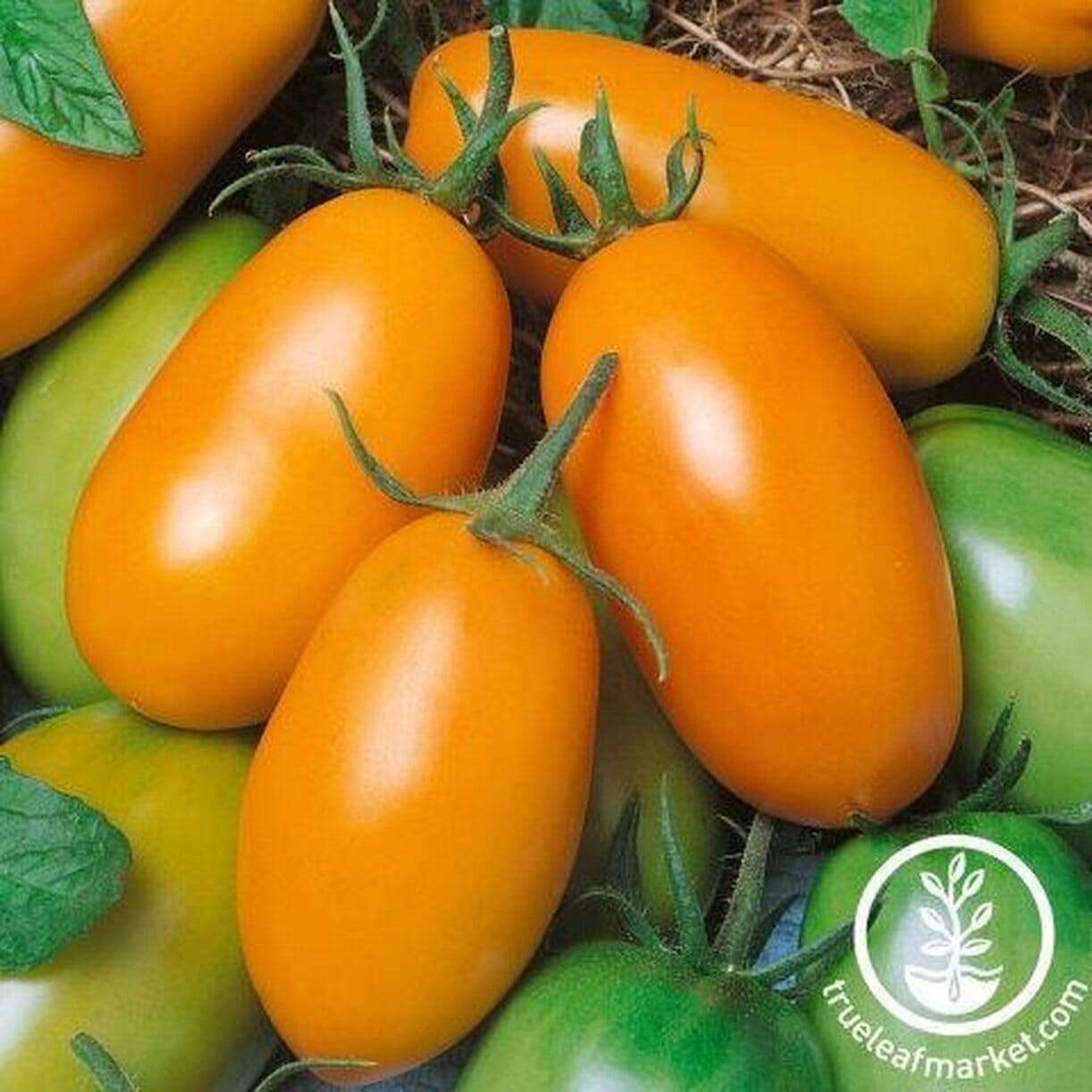 Orange Roma Tomato