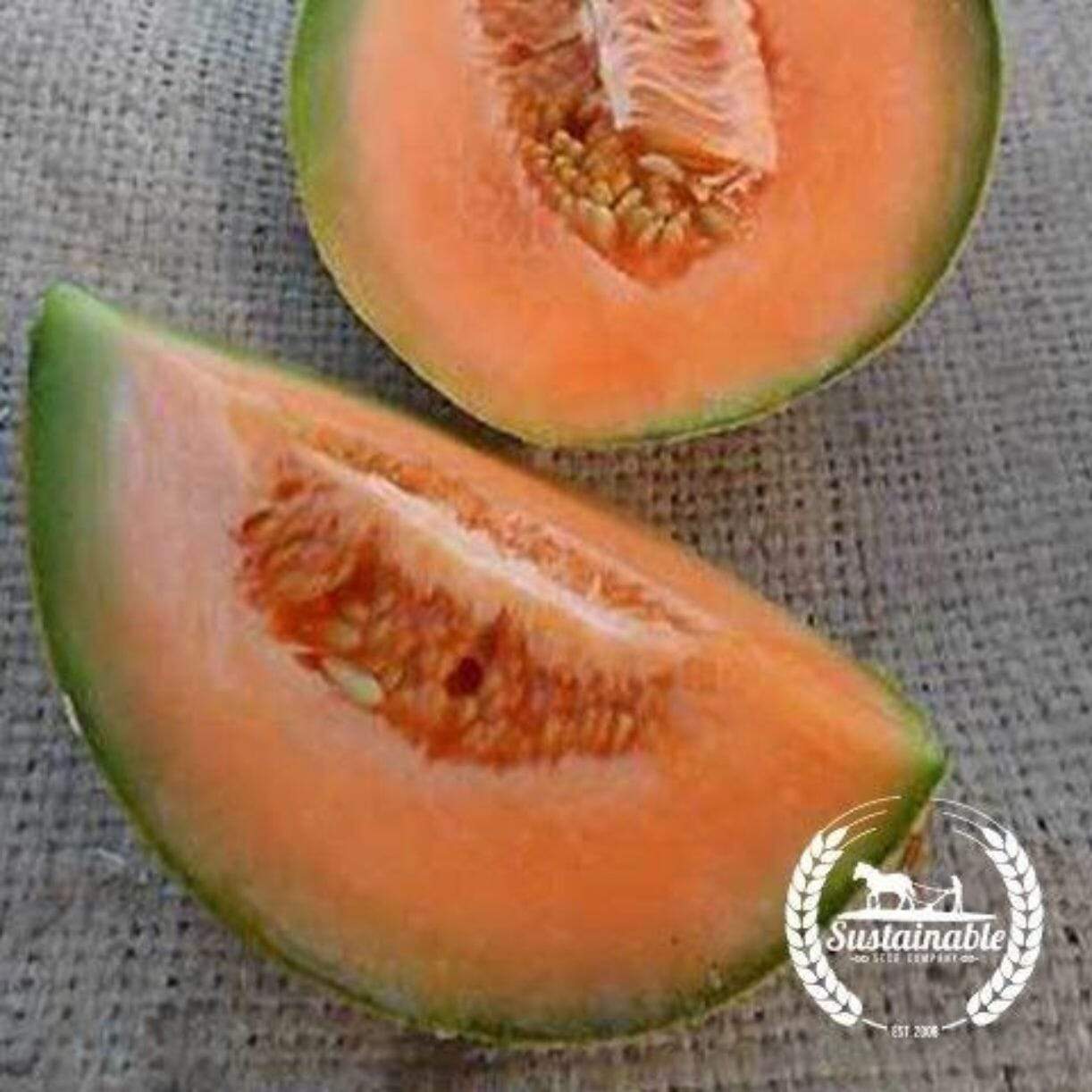 Sierra Gold Melon