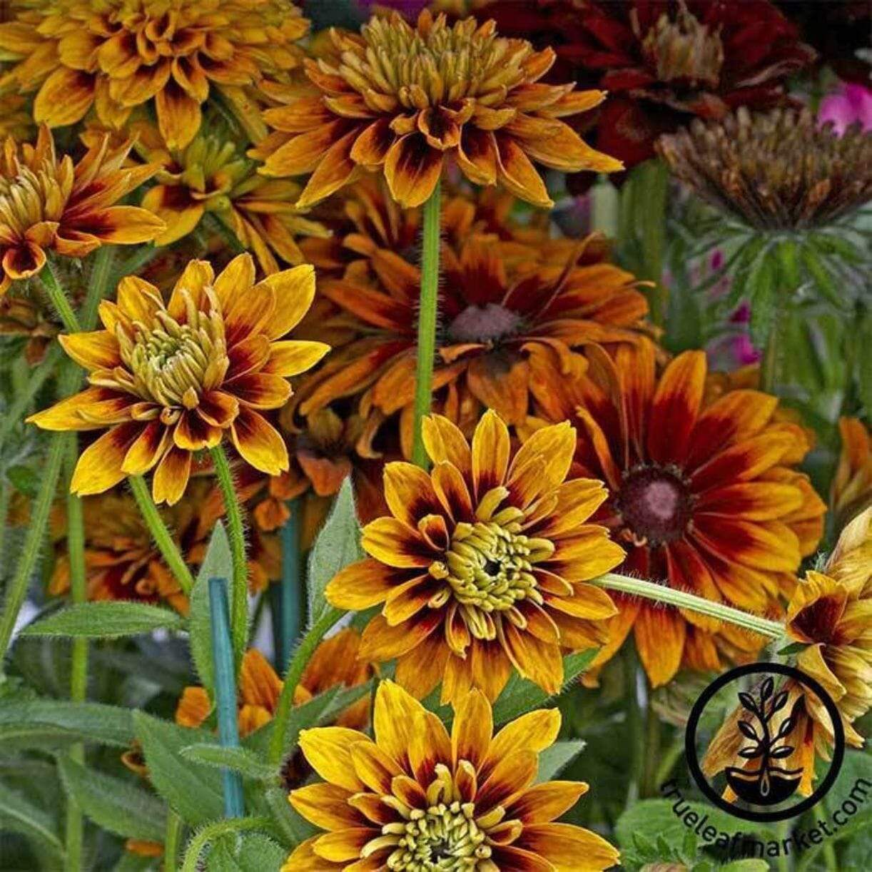 Cherokee Sunset Rudbeckia