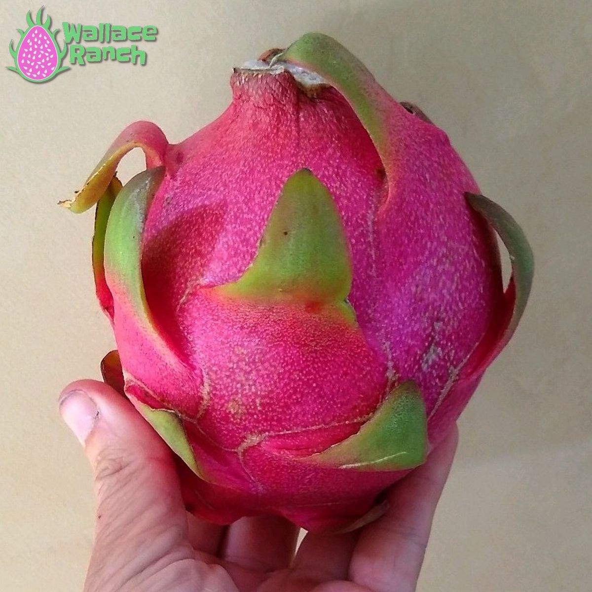 Thai White Dragonfruit (1)