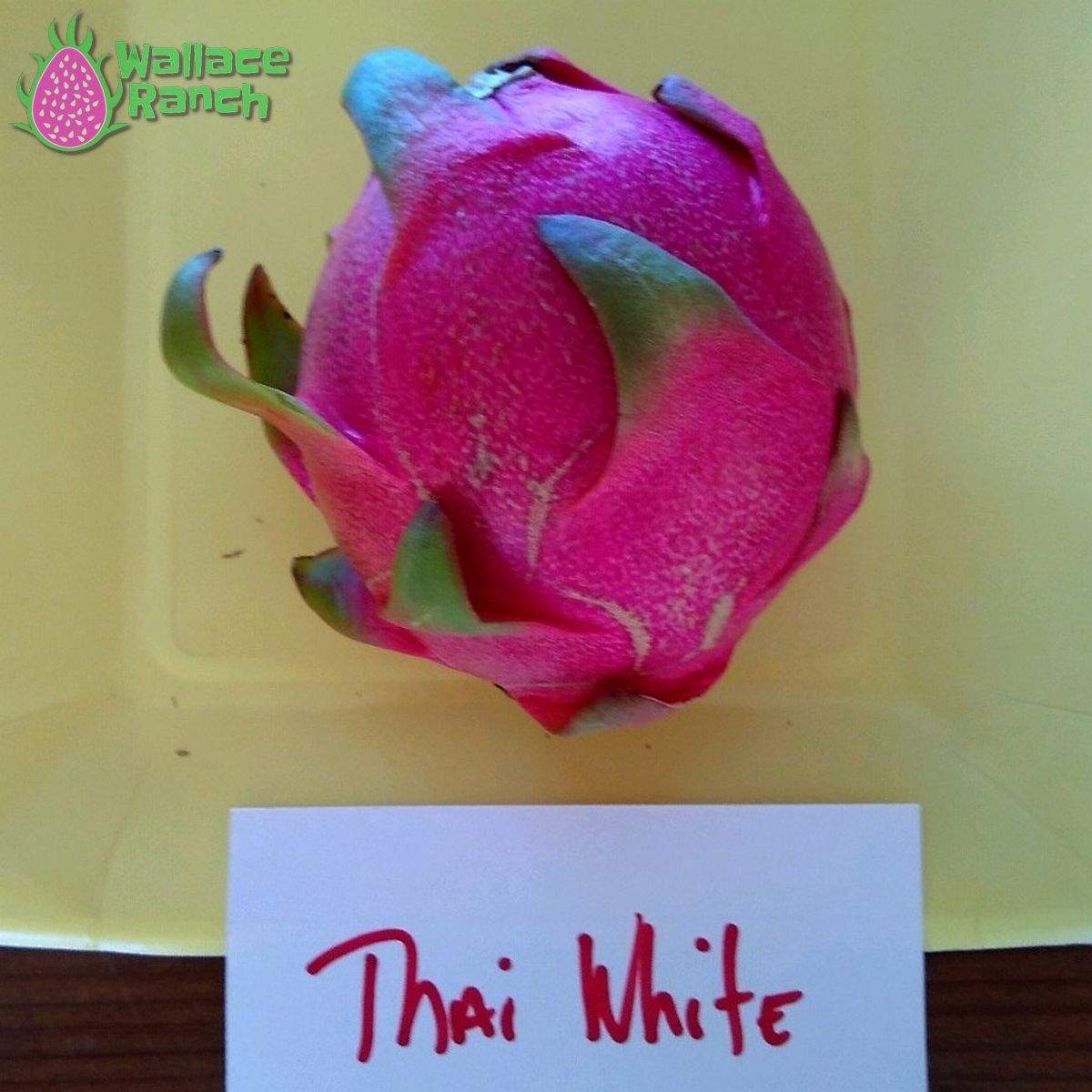 Thai White Dragonfruit (3)