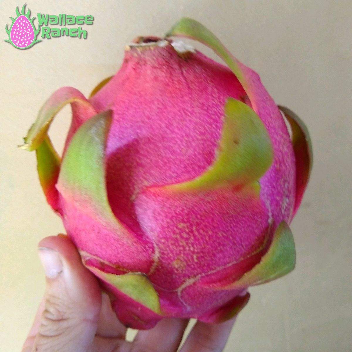 Thai White Dragonfruit (2)