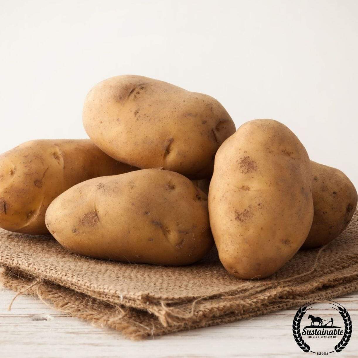 Potato Spring Russet