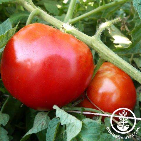 Double Rich Tomato