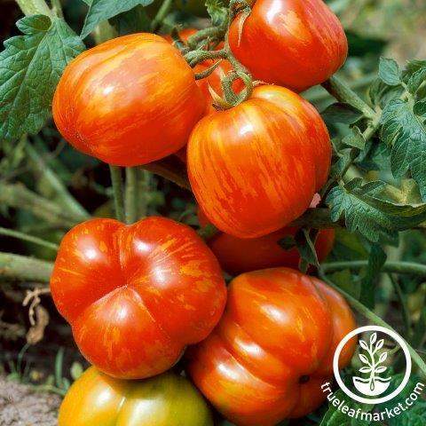Stuffer Striped Tomato