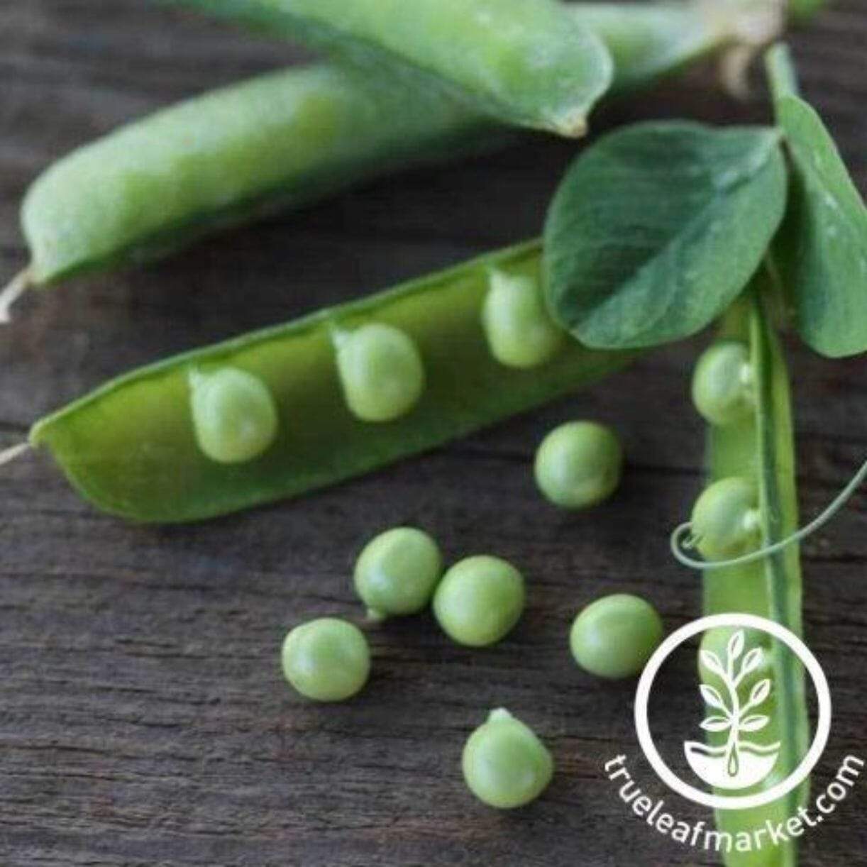 Alaska Pea