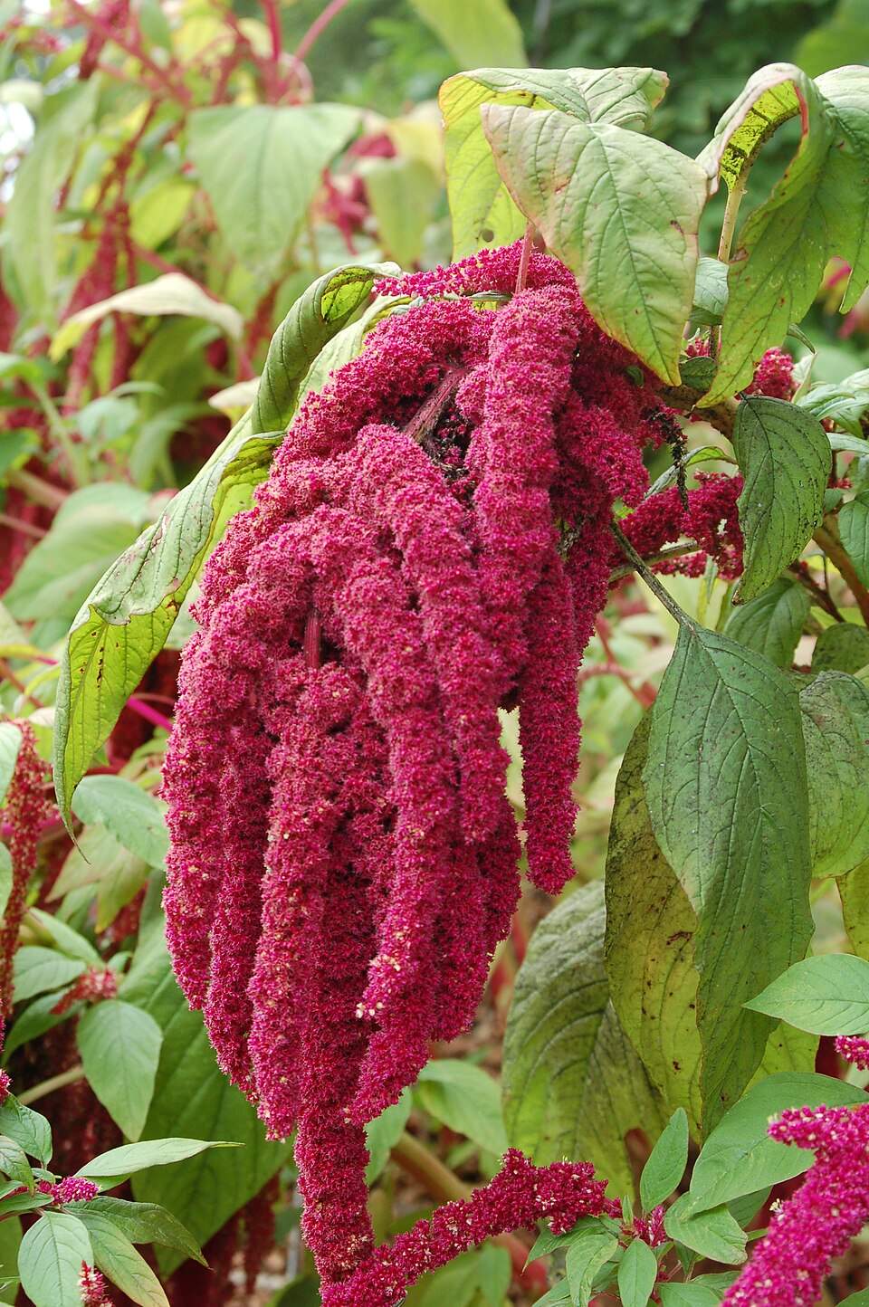 Coral Fountain Amaranth
