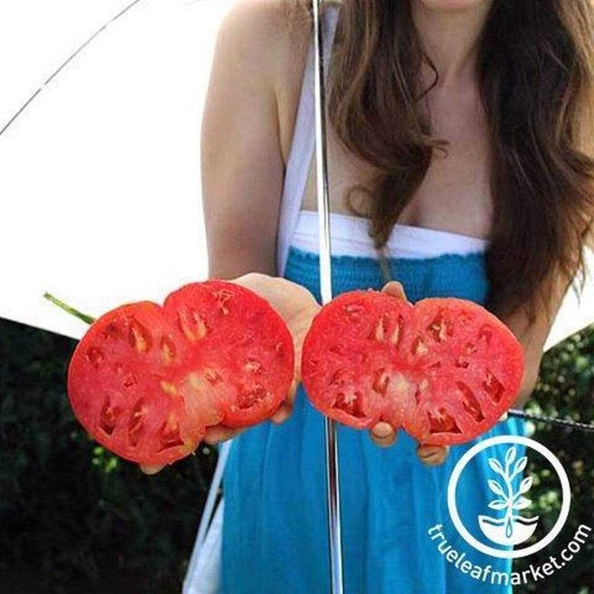 Dutchman Tomato