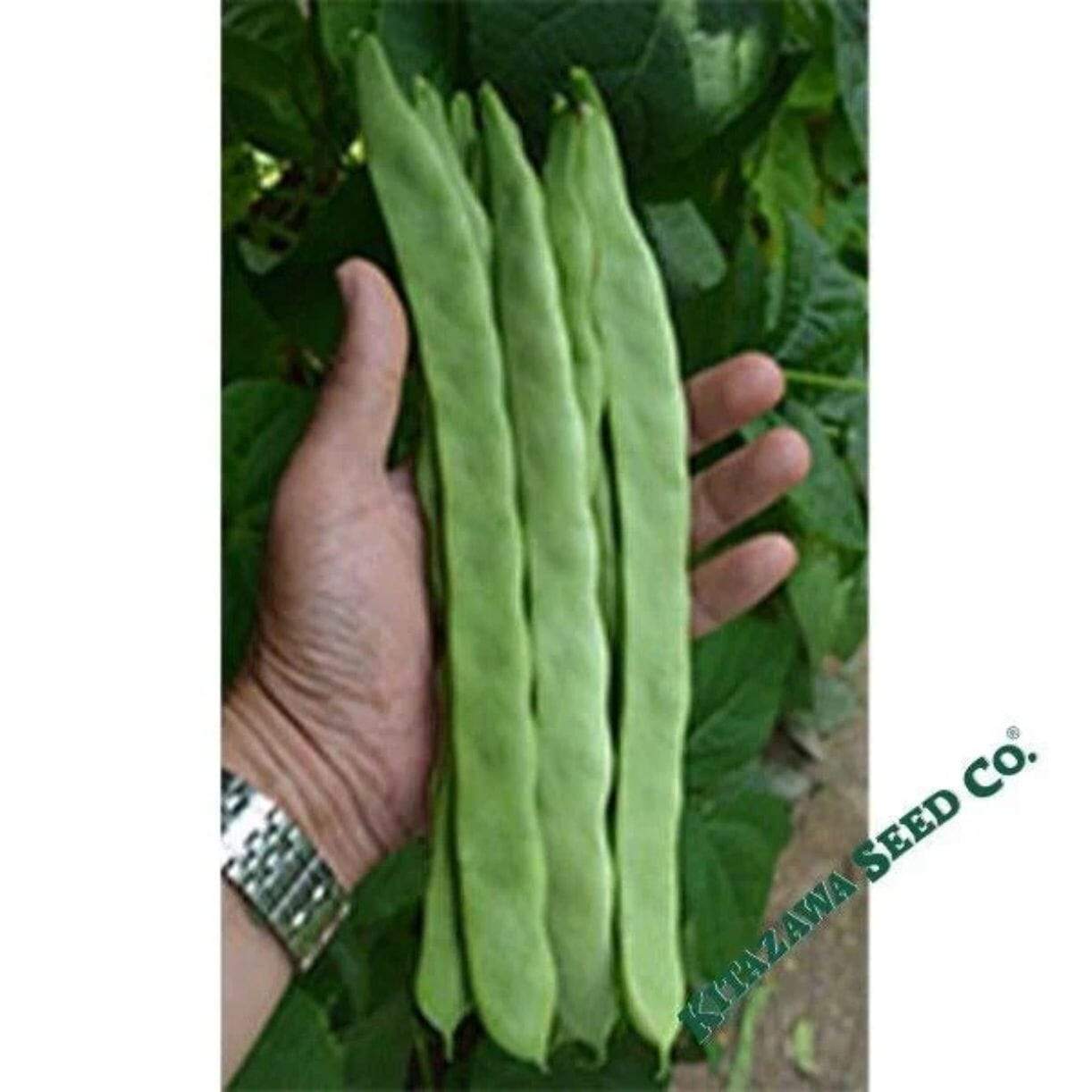 Qing Bain Bean
