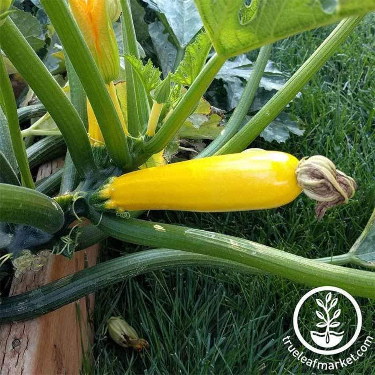 Golden Glory Squash