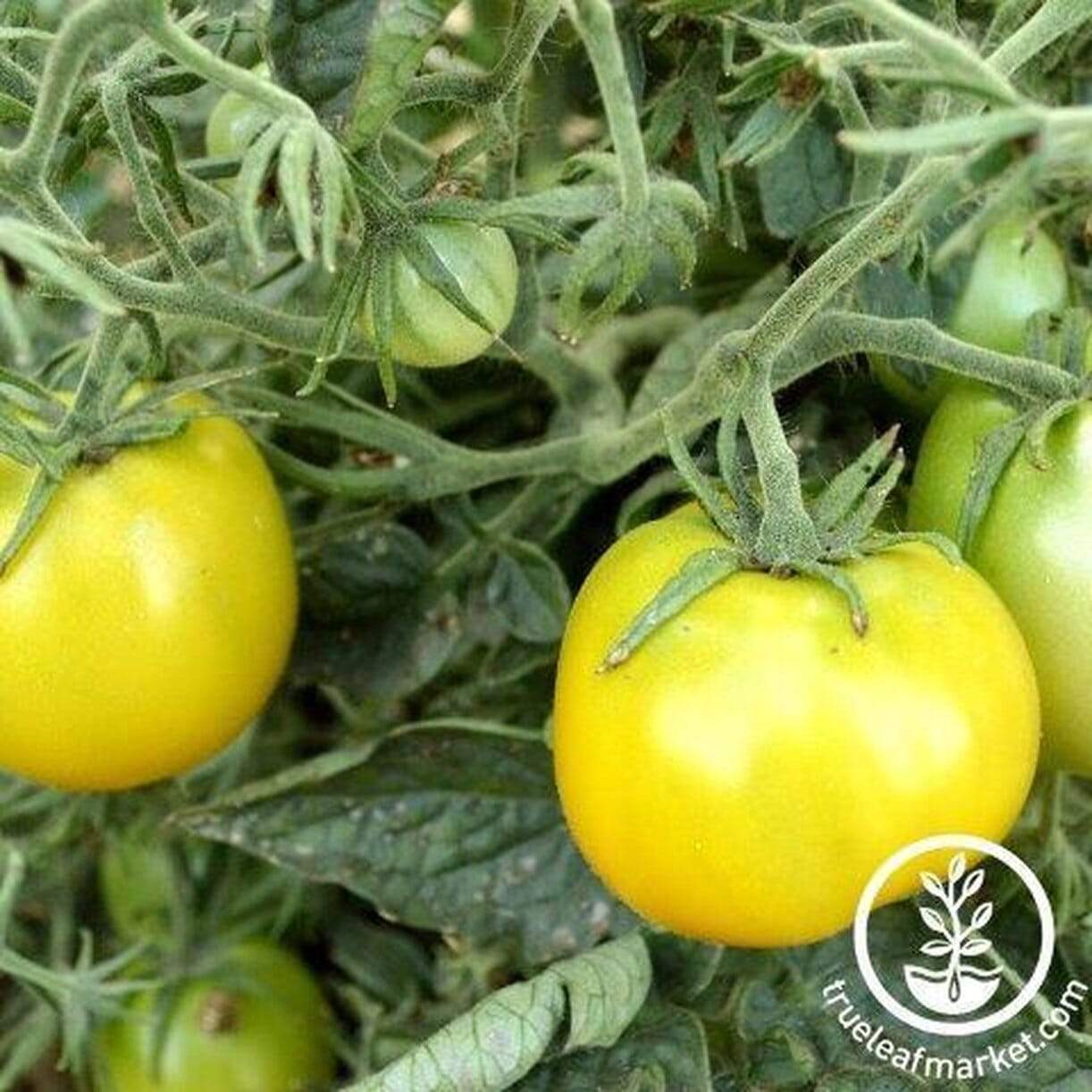 Lime Green Salad Tomato