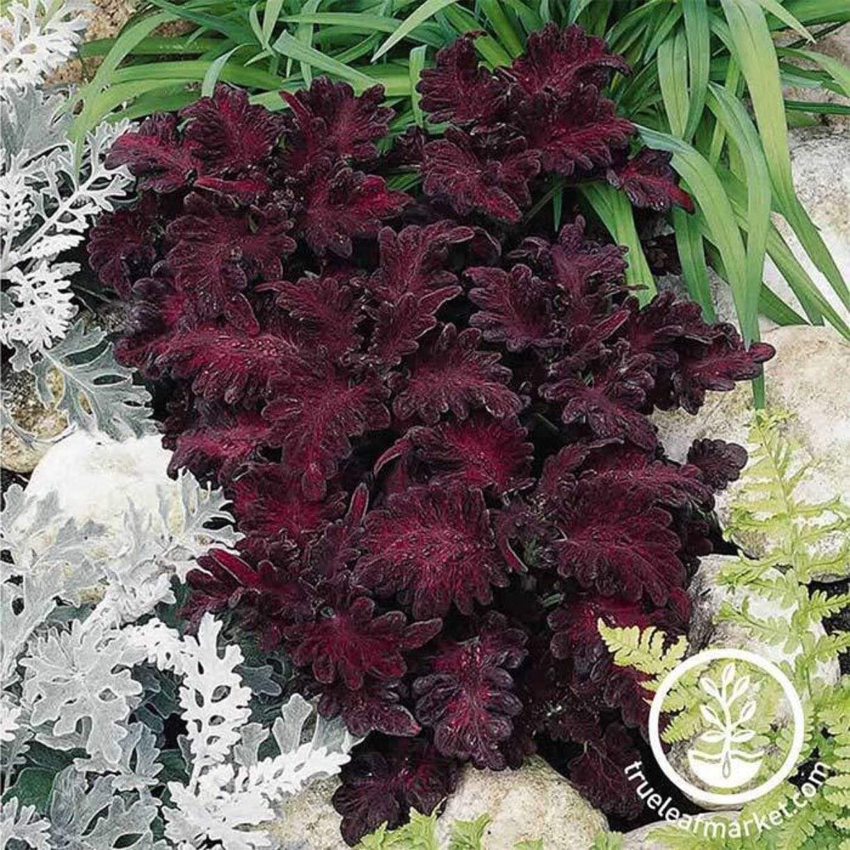Black Dragon Coleus