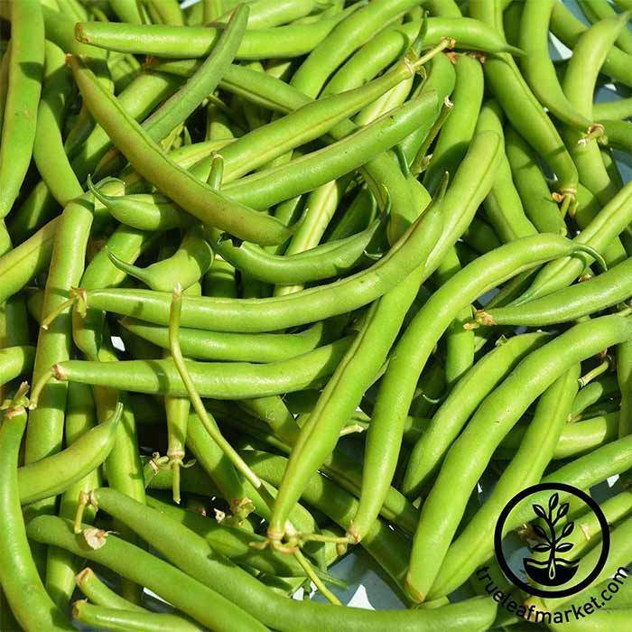 Provider Bean