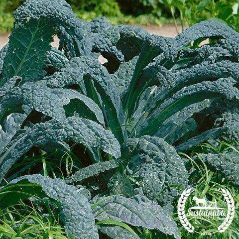 Black Tuscan Lacinato Or Dinosaur Kale