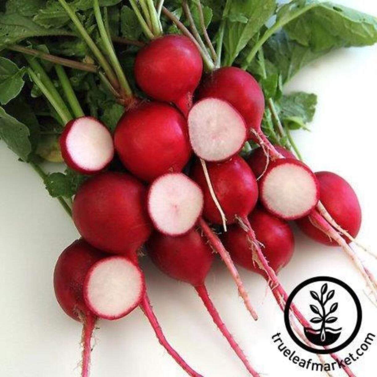 Crimson Giant Radish