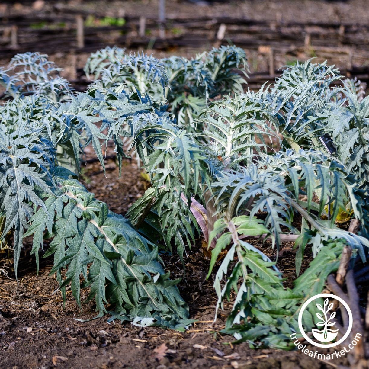 Ivory White Cardoon