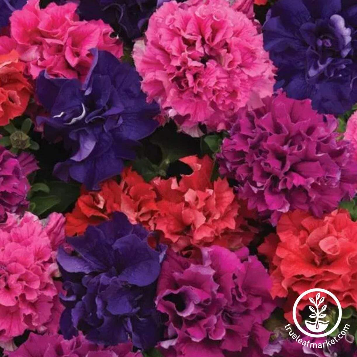 Double Cascade Series Petunia