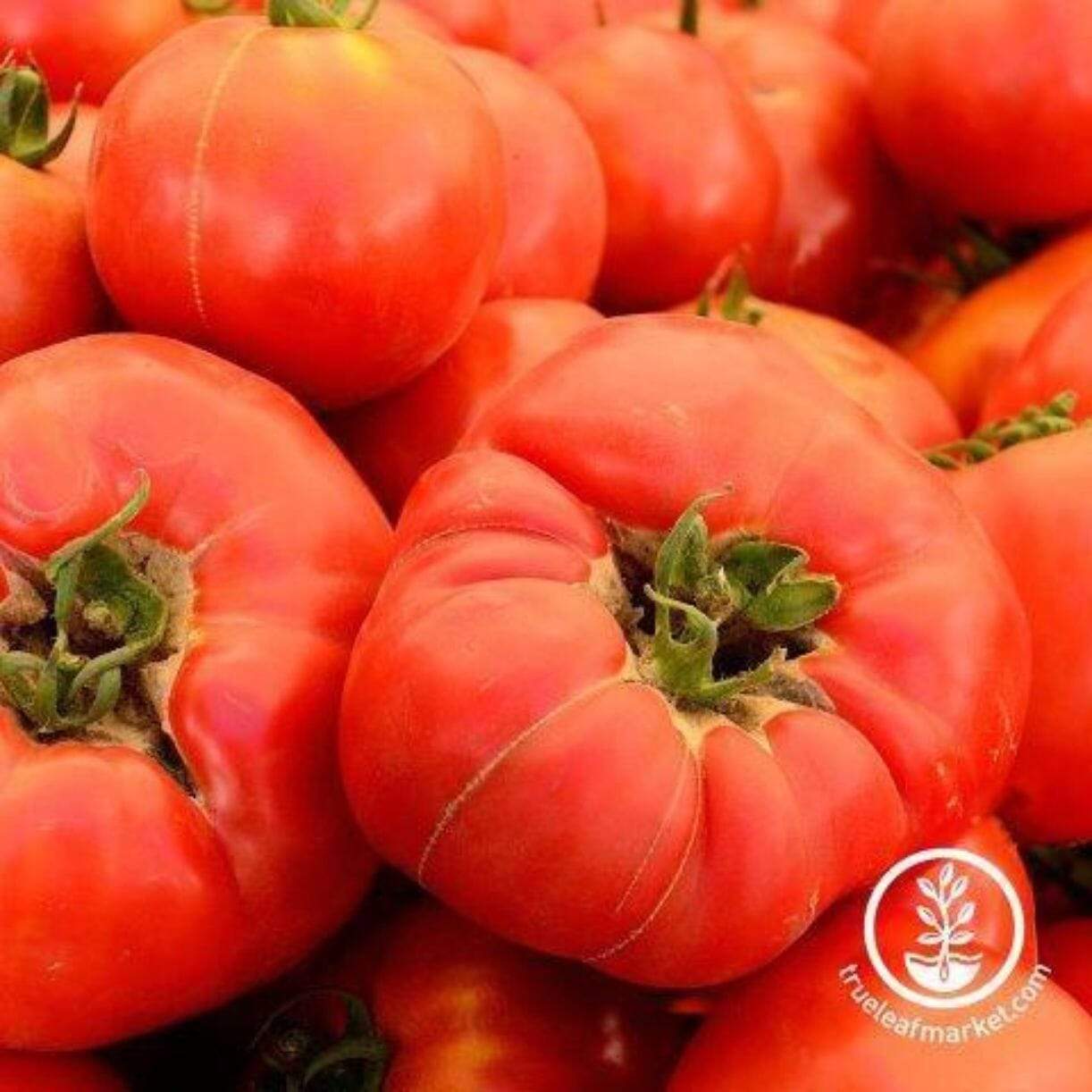 Beefsteak Pink Tomato