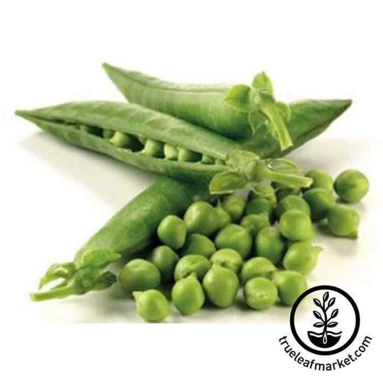 Thomas Laxton Pea